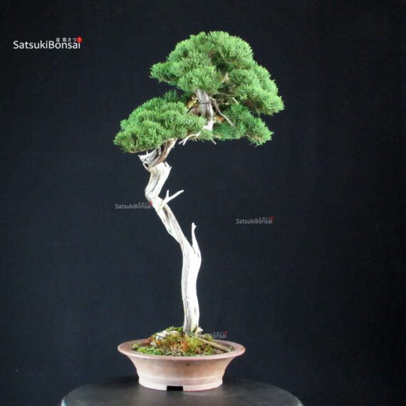 Juniperus Chinensis Itoigawa - Hokkaido - immagine 2