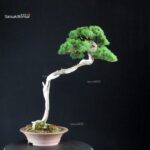 Juniperus Chinensis Itoigawa - Hokkaido - immagine 3