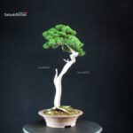 Juniperus Chinensis Itoigawa - Hokkaido - immagine 4