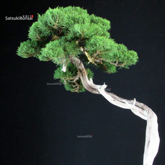 Juniperus Chinensis Itoigawa - Hokkaido - immagine 5