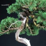 Juniperus Chinensis Itoigawa - Hokkaido - immagine 6