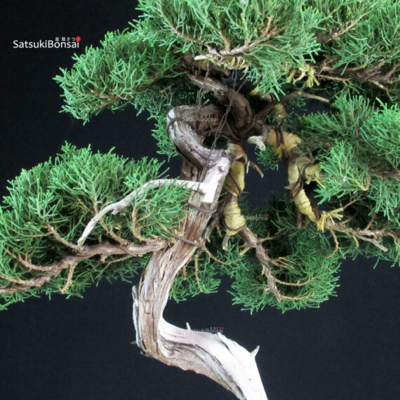 Juniperus Chinensis Itoigawa - Hokkaido - immagine 6