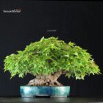Acer Buergerianum - Kaede shohin VENDUTO