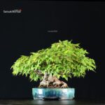 Acer Buergerianum - Kaede shohin VENDUTO - immagine 2