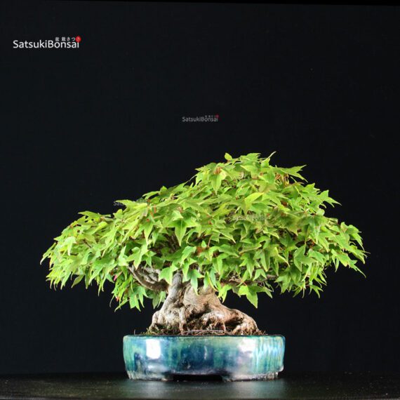 Acer Buergerianum - Kaede shohin VENDUTO - immagine 2