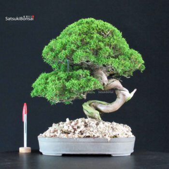 Juniperus Chinensis Itoigawa