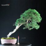 Juniperus Chinensis Kishu - Hokkaido