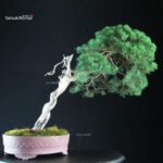 Juniperus Chinensis Kishu - Hokkaido - immagine 2