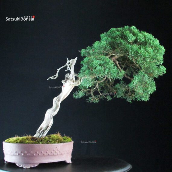 Juniperus Chinensis Kishu - Hokkaido - immagine 2
