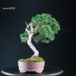 Juniperus Chinensis Kishu - Hokkaido - immagine 3
