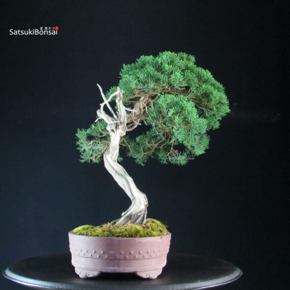 Juniperus Chinensis Kishu - Hokkaido - immagine 3