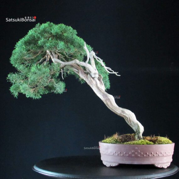 Juniperus Chinensis Kishu - Hokkaido - immagine 4
