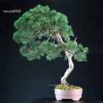 Juniperus Chinensis Kishu - Hokkaido - immagine 5