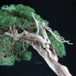 Juniperus Chinensis Kishu - Hokkaido - immagine 6