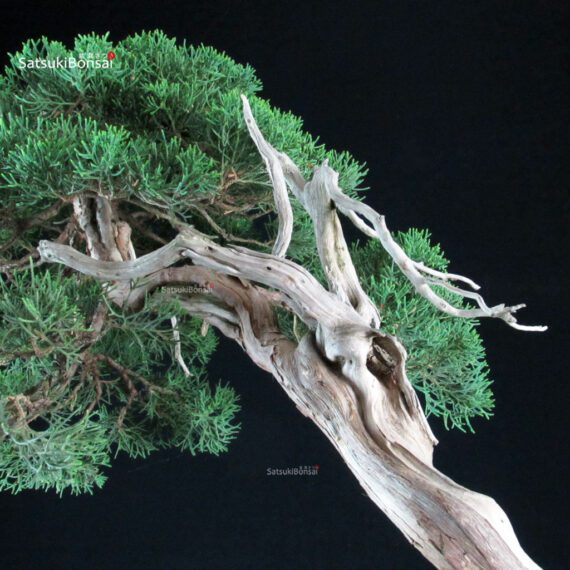 Juniperus Chinensis Kishu - Hokkaido - immagine 6