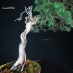 Juniperus Chinensis Kishu - Hokkaido - immagine 7