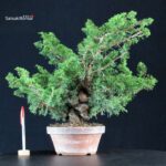 Juniperus Chinensis Itoigawa