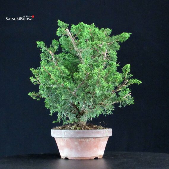 Juniperus Chinensis Itoigawa - immagine 2
