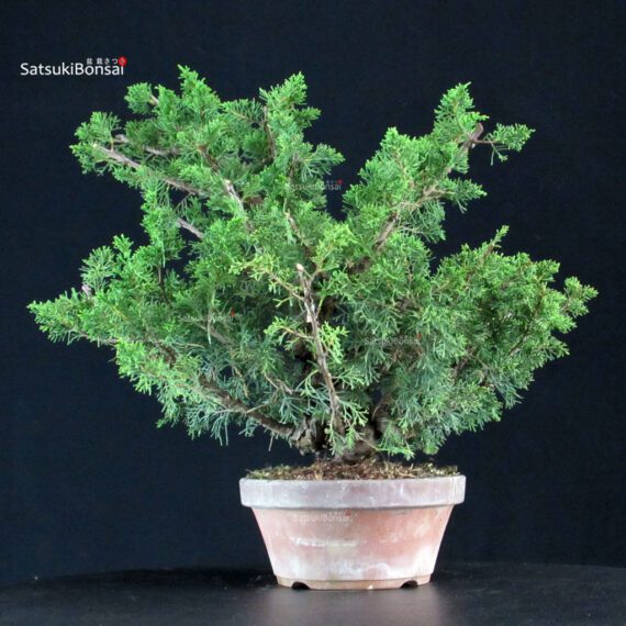 Juniperus Chinensis Itoigawa - immagine 3