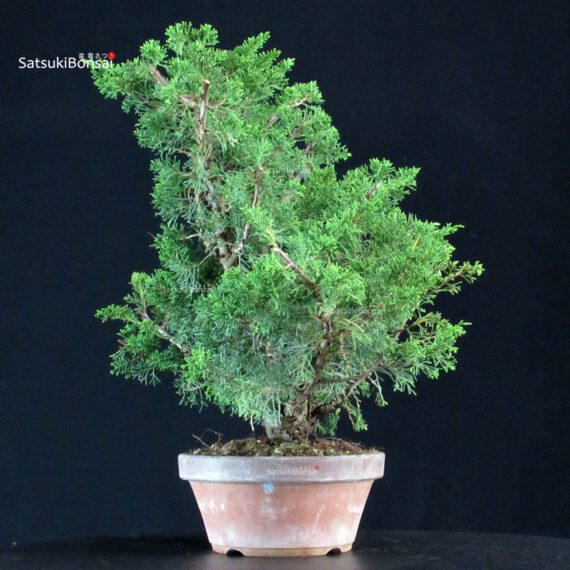 Juniperus Chinensis Itoigawa - immagine 4