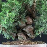 Juniperus Chinensis Itoigawa - immagine 5