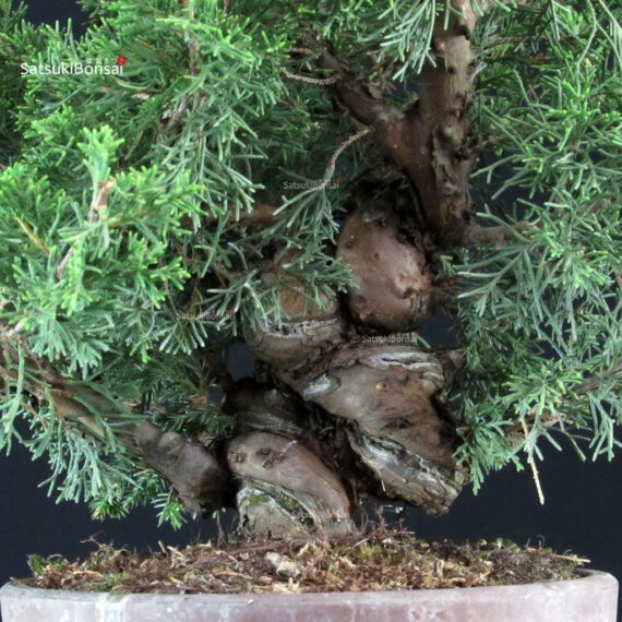 Juniperus Chinensis Itoigawa - immagine 5