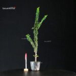 Chamaecyparis Obtusa - Sekka Hinoki