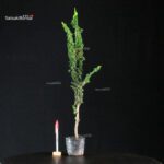 Chamaecyparis Obtusa - Sekka Hinoki