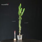 Chamaecyparis Obtusa - Sekka Hinoki