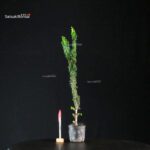 Chamaecyparis Obtusa - Sekka Hinoki