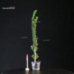 Chamaecyparis Obtusa - Sekka Hinoki