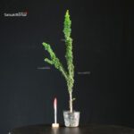 Chamaecyparis Obtusa - Sekka Hinoki