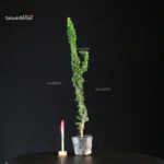 Chamaecyparis Obtusa - Sekka Hinoki