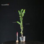 Chamaecyparis Obtusa - Sekka Hinoki