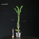 Chamaecyparis Obtusa - Sekka Hinoki