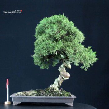 Juniperus Chinensis Kishu