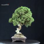 Juniperus Chinensis Kishu - immagine 2