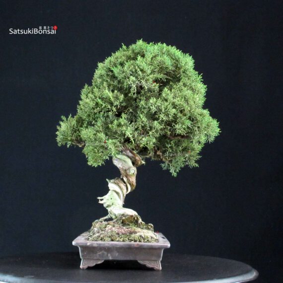 Juniperus Chinensis Kishu - immagine 2