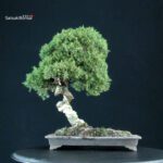 Juniperus Chinensis Kishu - immagine 3