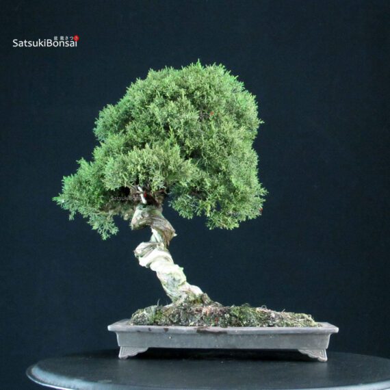 Juniperus Chinensis Kishu - immagine 3