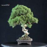 Juniperus Chinensis Kishu - immagine 4