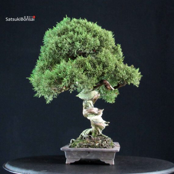 Juniperus Chinensis Kishu - immagine 4