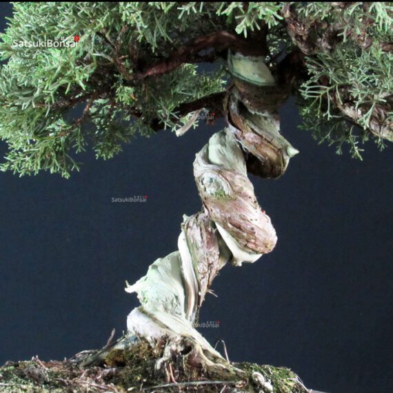 Juniperus Chinensis Kishu - immagine 5