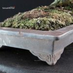 Juniperus Chinensis Kishu - immagine 6