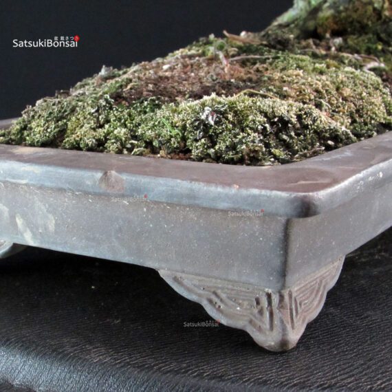 Juniperus Chinensis Kishu - immagine 6