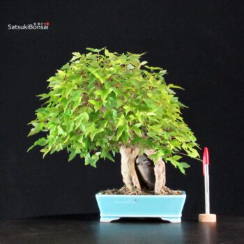 Acer Buergerianum - Kaede