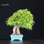 Acer Buergerianum - Kaede - immagine 2