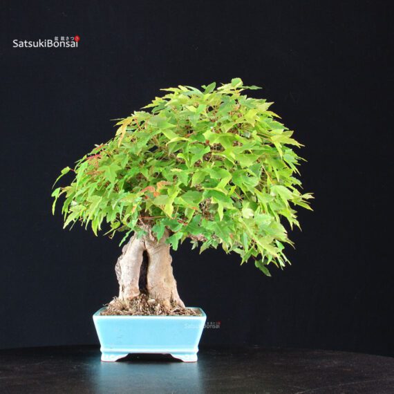 Acer Buergerianum - Kaede - immagine 2