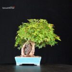 Acer Buergerianum - Kaede - immagine 3