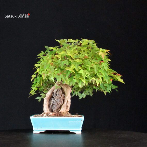 Acer Buergerianum - Kaede - immagine 3